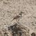 Gray's Lark